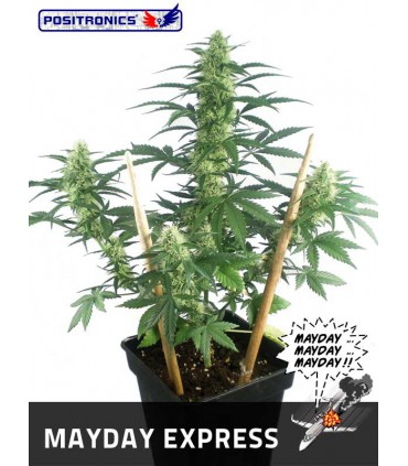 banco de semillas POSITRONICS MAY DAY EXPRESS