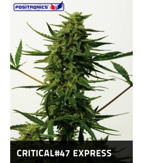 CRITICAL 47 (5) EXPRESS POSITRONICS