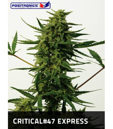 CRITICAL 47 (5) EXPRESS POSITRONICS
