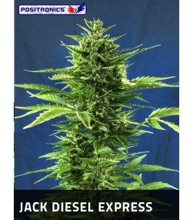 banco de semillas POSITRONICS JACK DIESEL EXPRESS (5) POSITRONICS