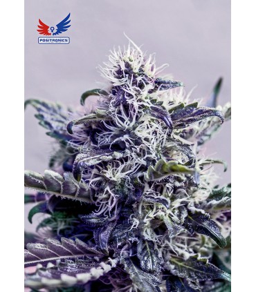 KUSH EXPRES (5) 100% POSITRONICS