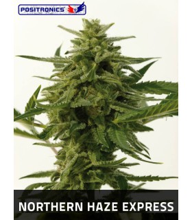 NORTHERN HAZE EXPRESS (5) 100% POSITRONICS