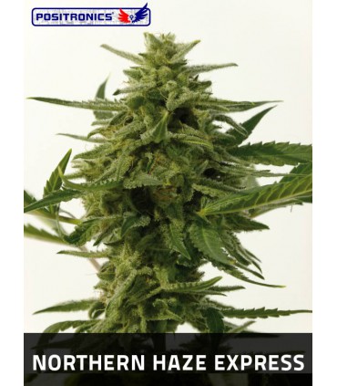 banco de semillas POSITRONICS NORTHERN HAZE EXPRESS (5) 100% POSITRONICS