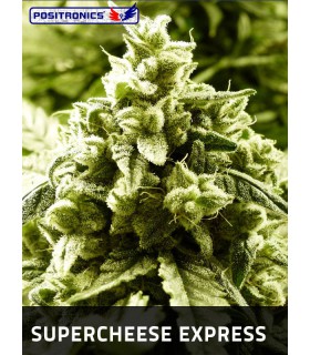 SUPER CHEESE EXPRESS (5) POSITRONICS