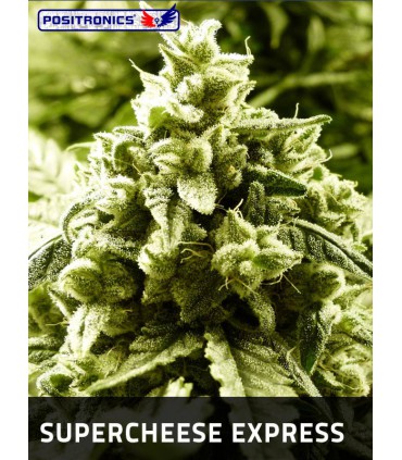 banco de semillas POSITRONICS SUPER CHEESE EXPRESS (5) POSITRONICS