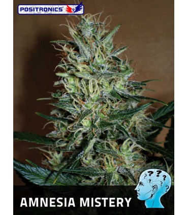 AMSENIA MISTERY