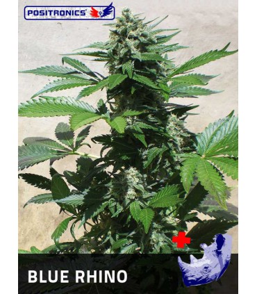 banco de semillas POSITRONICS BLUE RHINO