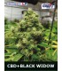 CBD+BLACK WIDOW