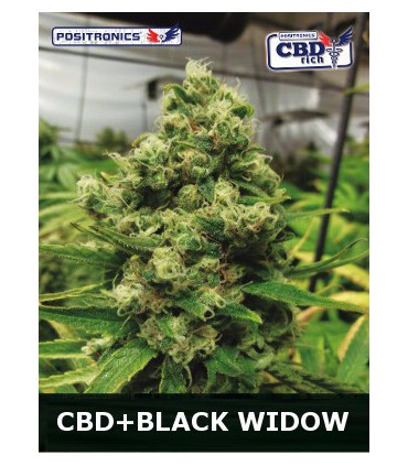 banco de semillas POSITRONICS CBD+BLACK WIDOW