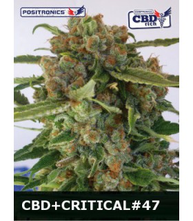 banco de semillas POSITRONICS CBD+CRITICAL 47