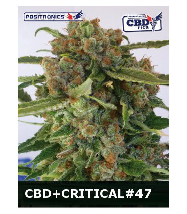banco de semillas POSITRONICS CBD+CRITICAL 47