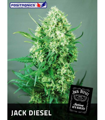 banco de semillas POSITRONICS JACK DIESEL