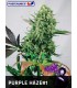PURPLE HAZE 1