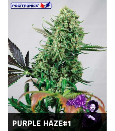 banco de semillas POSITRONICS PURPLE HAZE 1