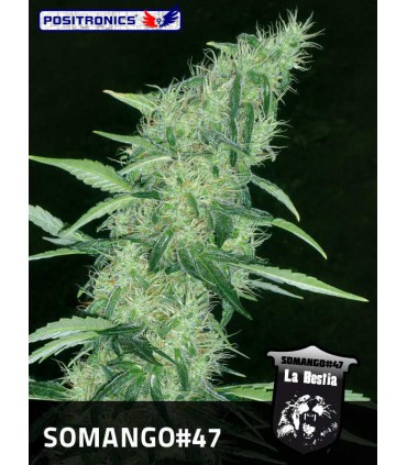 banco de semillas POSITRONICS SOMANGO 47