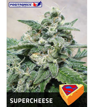 banco de semillas POSITRONICS SUPER CHEESE
