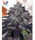 banco de semillas POSITRONICS GORDOMASTER KUSH (6) POSITRONICS