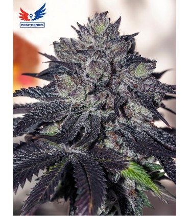 banco de semillas POSITRONICS GORDOMASTER KUSH (6) POSITRONICS