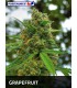 GRAPEFRUIT (5) 100% POSITRONICS