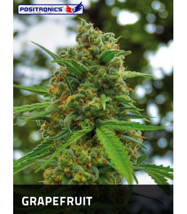 banco de semillas POSITRONICS GRAPEFRUIT (5) 100% POSITRONICS