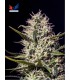 banco de semillas POSITRONICS ONE LOVE HAZE (6) POSITRONICS