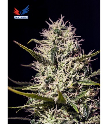 ONE LOVE HAZE (6) POSITRONICS