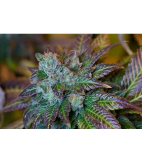 Super lemon kush