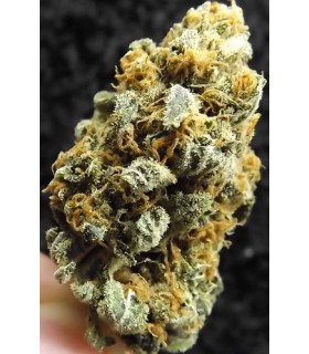 Black lemon