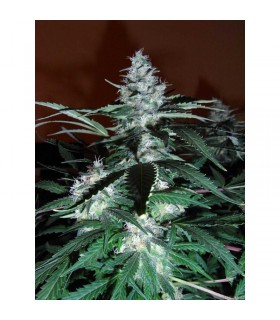 Black domina