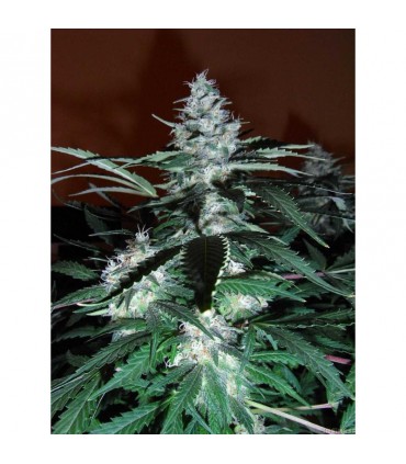 Black domina SEMILLAS DE MARIHUANA FEMINIZADAS