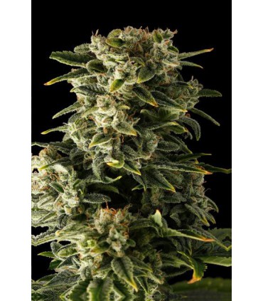 Haze auto SEMILLAS DE MARIHUANA AUTOFLORECIENTES