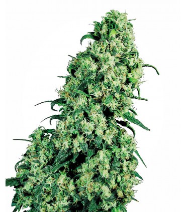 SKUNK SEMILLAS DE MARIHUANA FEMINIZADAS