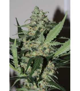 GREEN KUSH