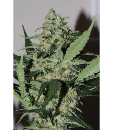 GREEN KUSH SEMILLAS DE MARIHUANA FEMINIZADAS