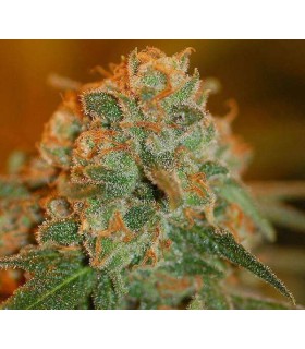 SKUNK LEMON
