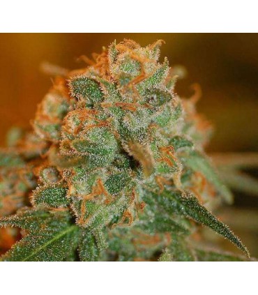 SKUNK LEMON SEMILLAS DE MARIHUANA FEMINIZADAS