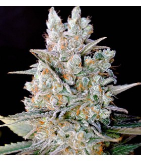 CRITICAL BILBO