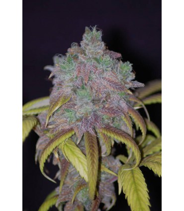 Sugar green auto SEMILLAS DE MARIHUANA AUTOFLORECIENTES