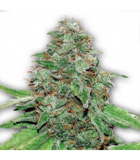 AMNESIA KUSH