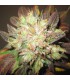 BUBBA KUSH SEMILLAS DE MARIHUANA FEMINIZADAS