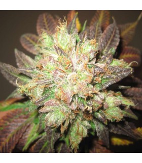 BUBBA KUSH SEMILLAS DE MARIHUANA FEMINIZADAS