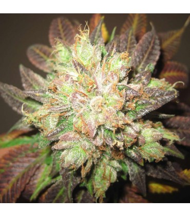 BUBBA KUSH SEMILLAS DE MARIHUANA FEMINIZADAS