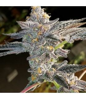 Gelato