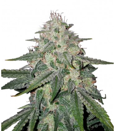 MONKEY CREAM SEMILLAS DE MARIHUANA FEMINIZADAS