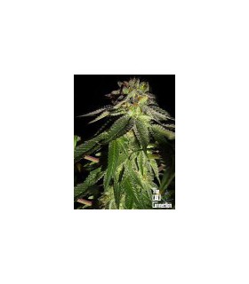 banco de semillas THE CALI CONNECTION REGULARES 818 HEADBAND AKA SOUR OG (10 regular)