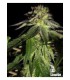 banco de semillas THE CALI CONNECTION FEMINIZADAS 818 HEADBAND AKA SOUR OG (6 FEMINIZADAS)