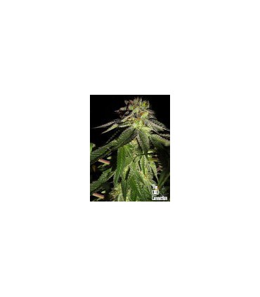 banco de semillas THE CALI CONNECTION FEMINIZADAS 818 HEADBAND AKA SOUR OG (6 FEMINIZADAS)