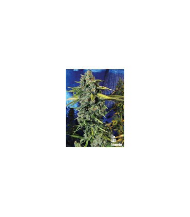 banco de semillas THE CALI CONNECTION BLUE DREAM HAZE (6 Feminizadas)
