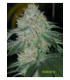 banco de semillas THE CALI CONNECTION BUDDHA TAHOE OG (6 Feminizadas)
