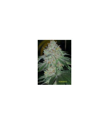 banco de semillas THE CALI CONNECTION BUDDHA TAHOE OG (6 Feminizadas)